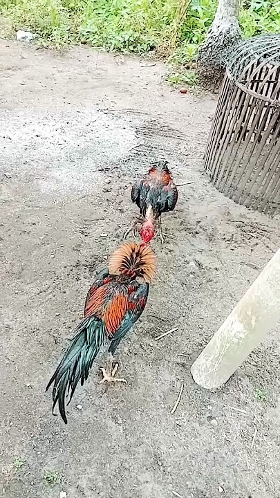 Cukup 30 detik, Pakhoy pukul saraf #ayam #ayampakoy #pakhoy #pamangon #yokere  #ayamberkualitas