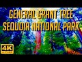 Is this the most MOST MAGICAL HIKE in Sequoia National Park? - General Grant Tree Virtual Hike 4K HD