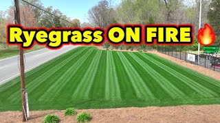 What Mower STRIPES the BEST? LOW MOW Ryegrass ON FIRE by GCI Turf  10,014 views 1 month ago 10 minutes, 7 seconds