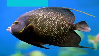TOP 10 -  Most beutiful fish in the world ; ලෝකයේ ලස්සනම මාලු 10 දෙනා