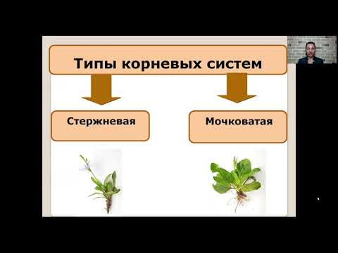 Виды корней и типы корневых систем   6 класс