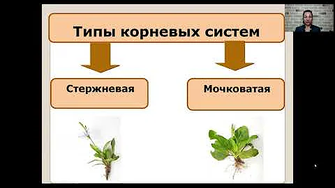 Виды корней и типы корневых систем   6 класс