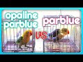 Difference between opaline parblue and parblue