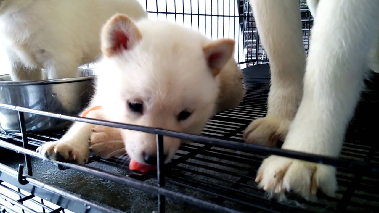 北海道犬の子犬 5月25日(生後32日) 大阪 YouTube