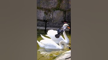 الشيخ عبدالباسط عبدالصمد - سورة القيامة