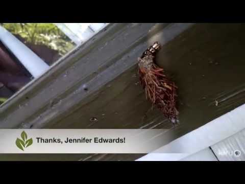 Bagworm identify and control |Daphne Richards |Central Texas Gardener