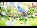 Relaxing birds singing  relaxing sound