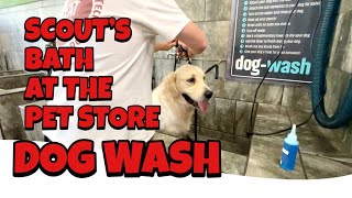 SCOUT'S BATH AT THE PET STORE DOG WASH * MY GOLDEN RETRIEVER GETS A BATH