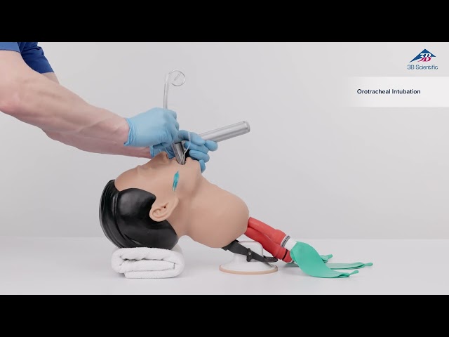Airway Management Trainer, Light Skin, 1026007 [P73], Airway Management Adult (Video)