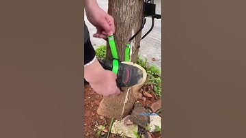 How to climb tree easily #howto #climb #treeclimbing #treeclimber #climbing #climber  #treeclimbers