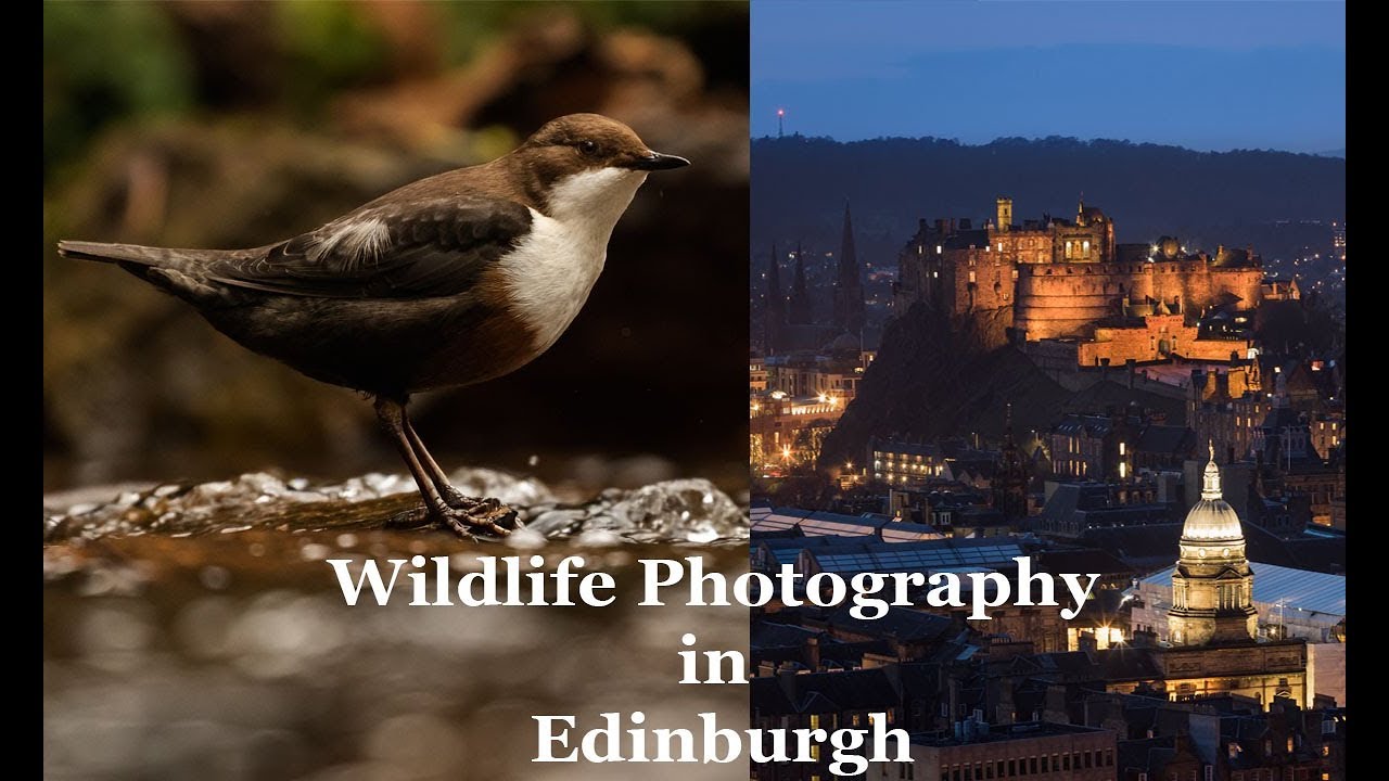 wildlife tour edinburgh