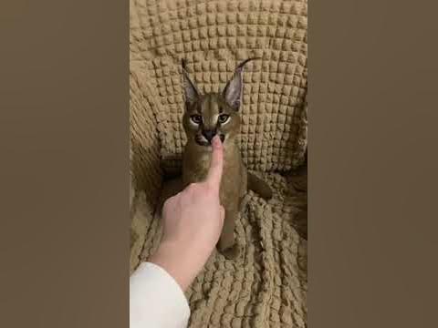 Tame exotic caracal kitty - YouTube