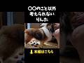 〇〇のこと以外考えられないりんた【会話ボタンでしゃべる犬】 #shorts #犬