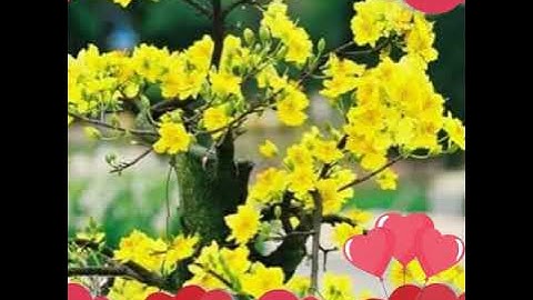 Hồ văn cường                xứ giả cảm xúc