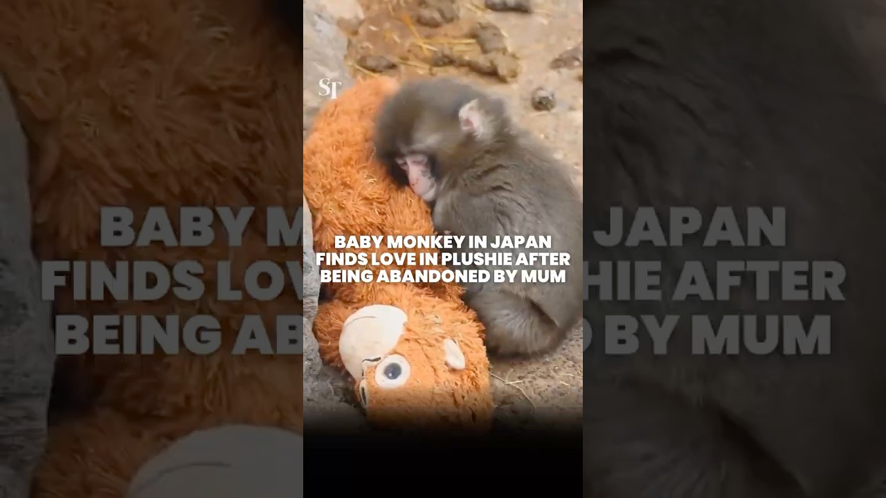 Baby monkey in Japan zoo finds comfort in plushie after abandoned by mum