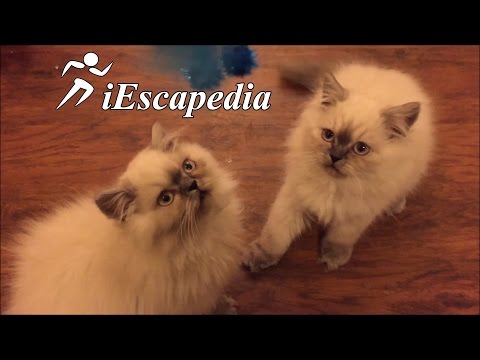 funny-persian-cats