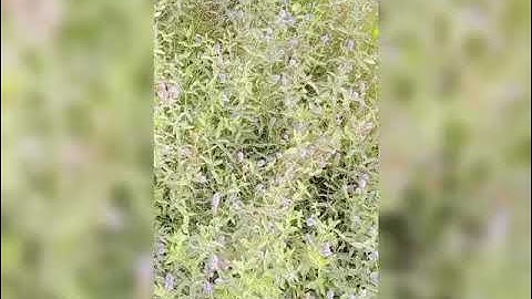 قصار السور# من سورة البروج إلي سورة الناس