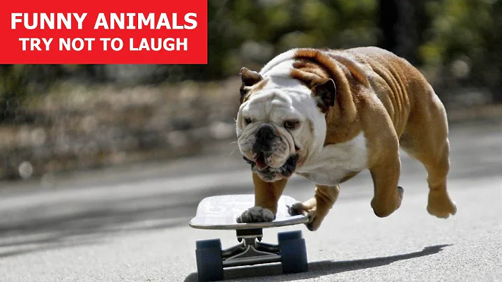 FUNNY ANIMALS #22 | Awesome Pet Videos | Fails | Reactions | Try Not To Laugh | ANIMALS FUN CLUB