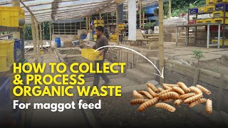 How to collect and process organic waste for BSF maggot feed