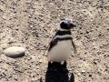 El paso de los pingüinos (con pingüino indeciso)