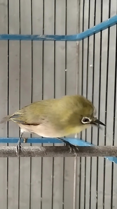 pancingan pleci monty