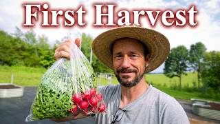 Planting and Harvesting from our New Raised Beds (Pt 7)