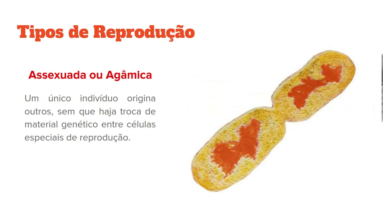 Qual A Diferenca Entre Reproducao Assexuada E Sexuada