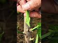 Grafting techniques #craf #grafting #diy #airlayering #gardening #plants #propagationplants