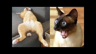 Funny Moments of Cats | Funny Video Compilation  Fails Of The Week