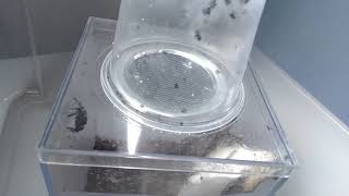 Separating the baby jumping spiders