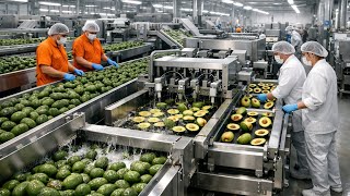 Inside a Modern Avocado Processing Factory: From Fresh Avocados to Premium Products (Part 1)