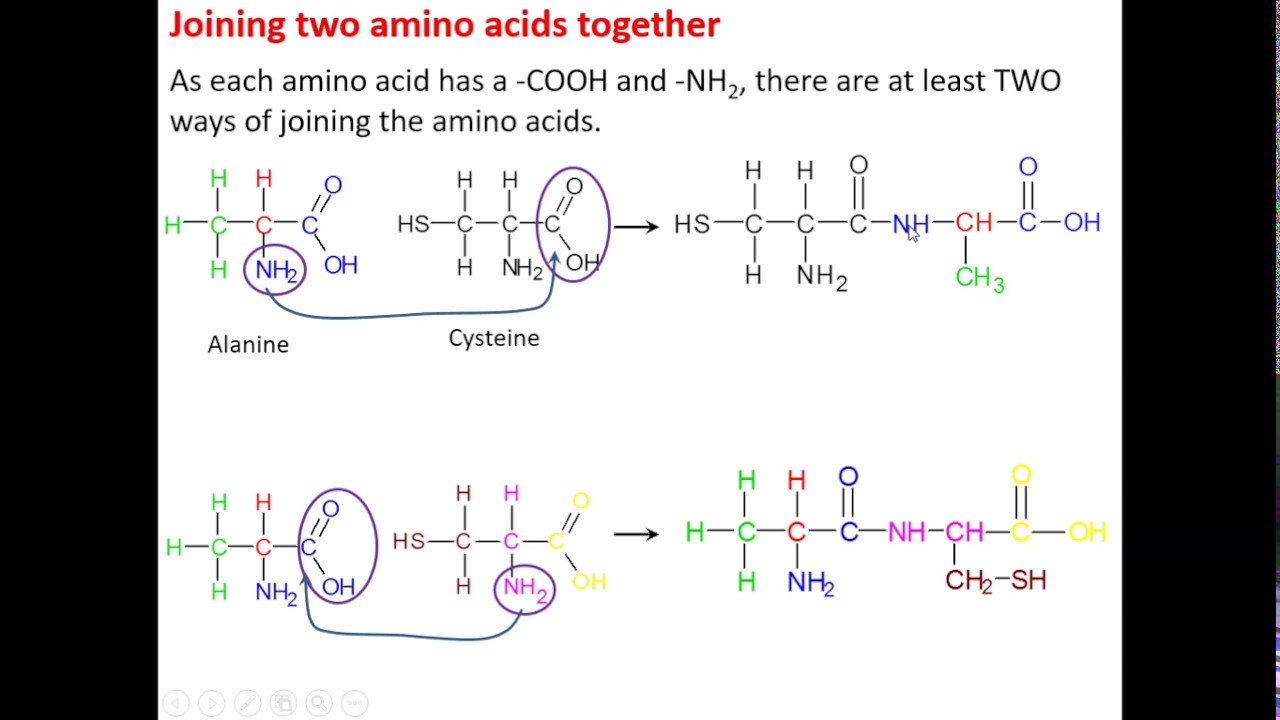 Combining 2 amino acids - YouTube