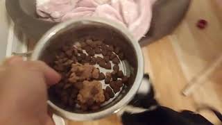 Puppy Chihuahua eating