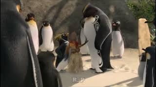 Que no se meta tu novia (Plantilla)