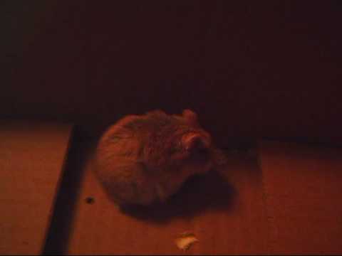 Our Russian dwarf hamster