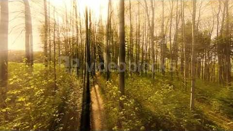 sun rays sunbeam trees silhouette background beaming light nature fantasy svz lbtr