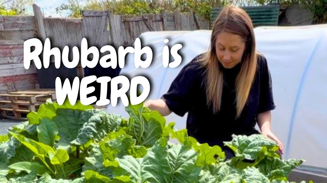THIS Plant Is Poisonous So Why Do We Eat it?