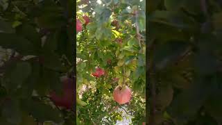 سبحان الله فاكهة الرمان Grenade pomegranate  nature