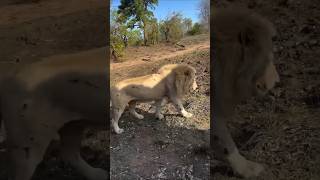 León Blanco Con Múltiples Heridas De Guerra Xakubasa, White Lion Ão
