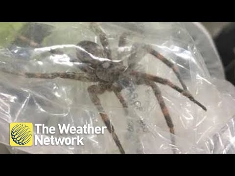 GIANT spider found in Indiana is something out of a horror film