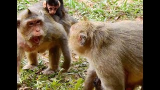 Nono Mangos War Between Leyla And Other Moms, She Decided To Leave Her Mango For Pace