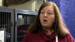 Local experts offer tips to keep your pets safe this winter