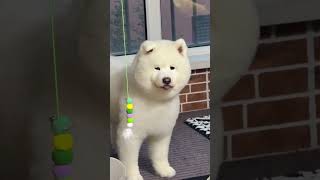 Samoyed's Trust Crisis: Heartwarming Debut of a Skeptical Pup