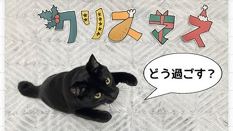 【保護猫とインコと赤ちゃん】動物達とメリークリスマス！1日の過ごし方