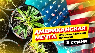 Американская мечта или нелегальный легалайз | 2 серия | Grow Your Own