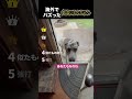 海外でバズった鈍臭いわんちゃん
