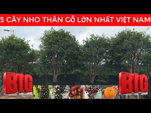 Video Cây Nho Thân Gỗ lớn nhất việt nam | Lh 0968750386 - youtube