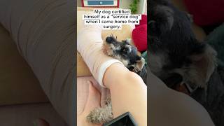 Dog Protects Owner’s Injured Leg #miniatureschnauzer #servicedog #shorts