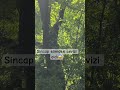 Sincaplar cevizi kırabilir mi#keşfet #shorts #hayvanlar #animals #kesfet #youtube #shorts #short