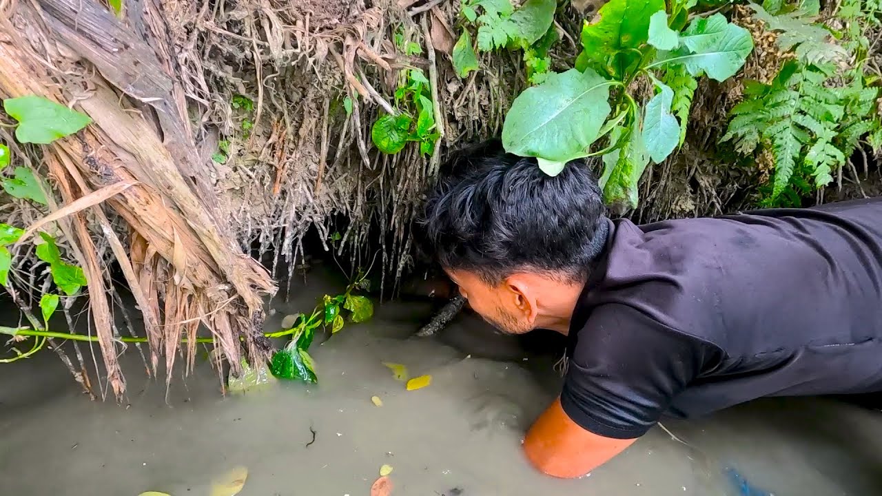 The Viral Boy Sujon Catching Many Fish On Hole In the Coconut Tree ...